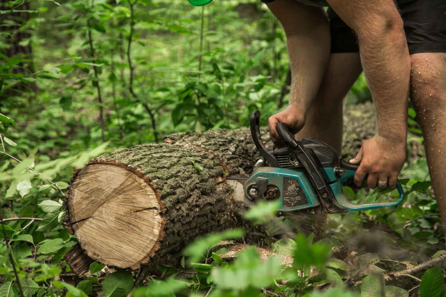 Best Residential Tree Removal  in Sarasota Springs, FL